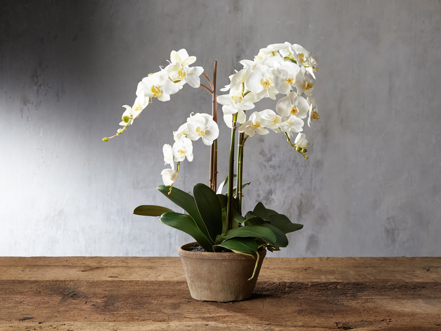 Comment prendre soin de vos Phalaenopsis orchidée ? -  www.frenchgardening.com
